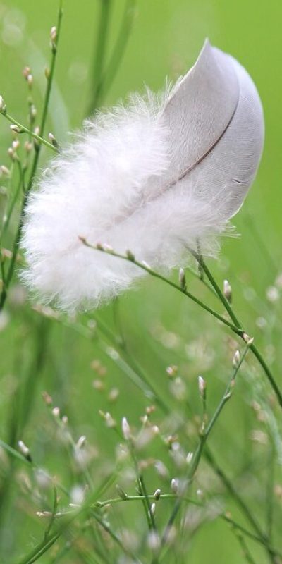 feather plumage ease bird feather 6539949